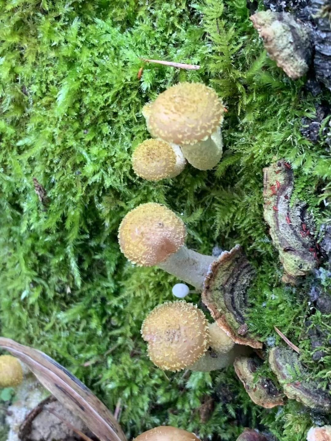 米兰体育APP网页版-关于山野采蘑菇徒步，与大自然亲密接触的信息