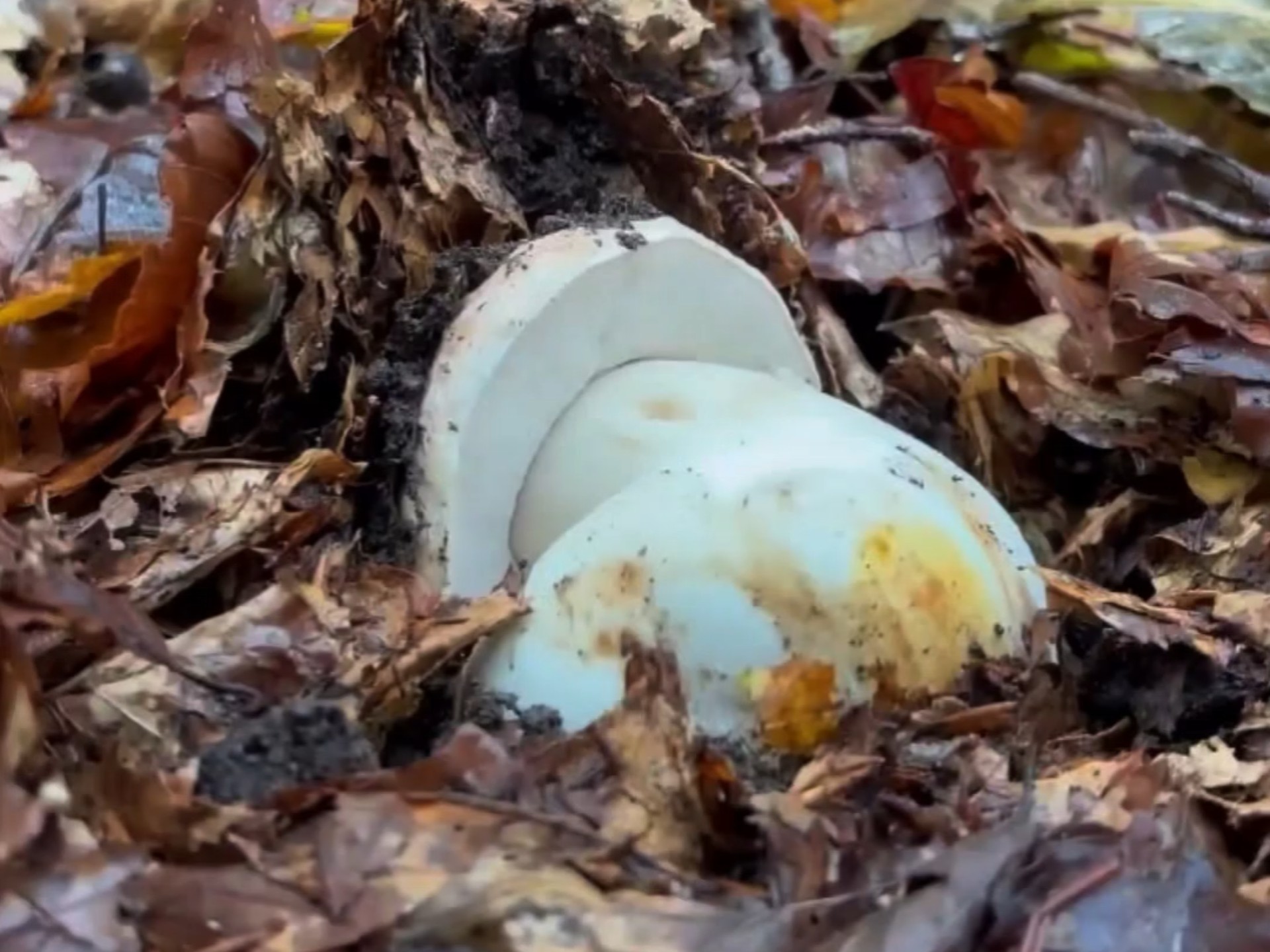 关于山野采蘑菇徒步，与大自然亲密接触的信息