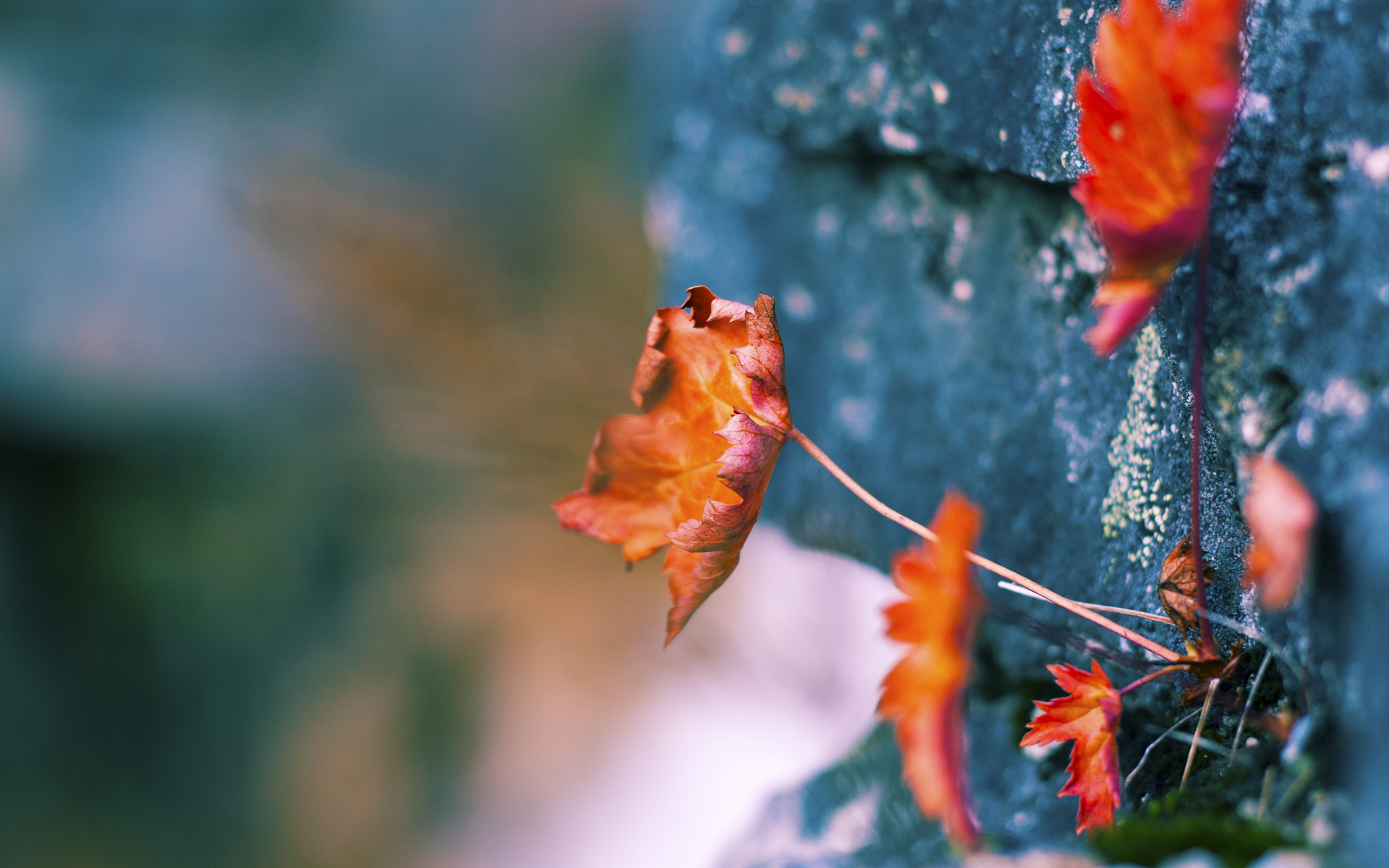 法兰克福豪取三分，继续领跑积分榜，法兰克福sausage