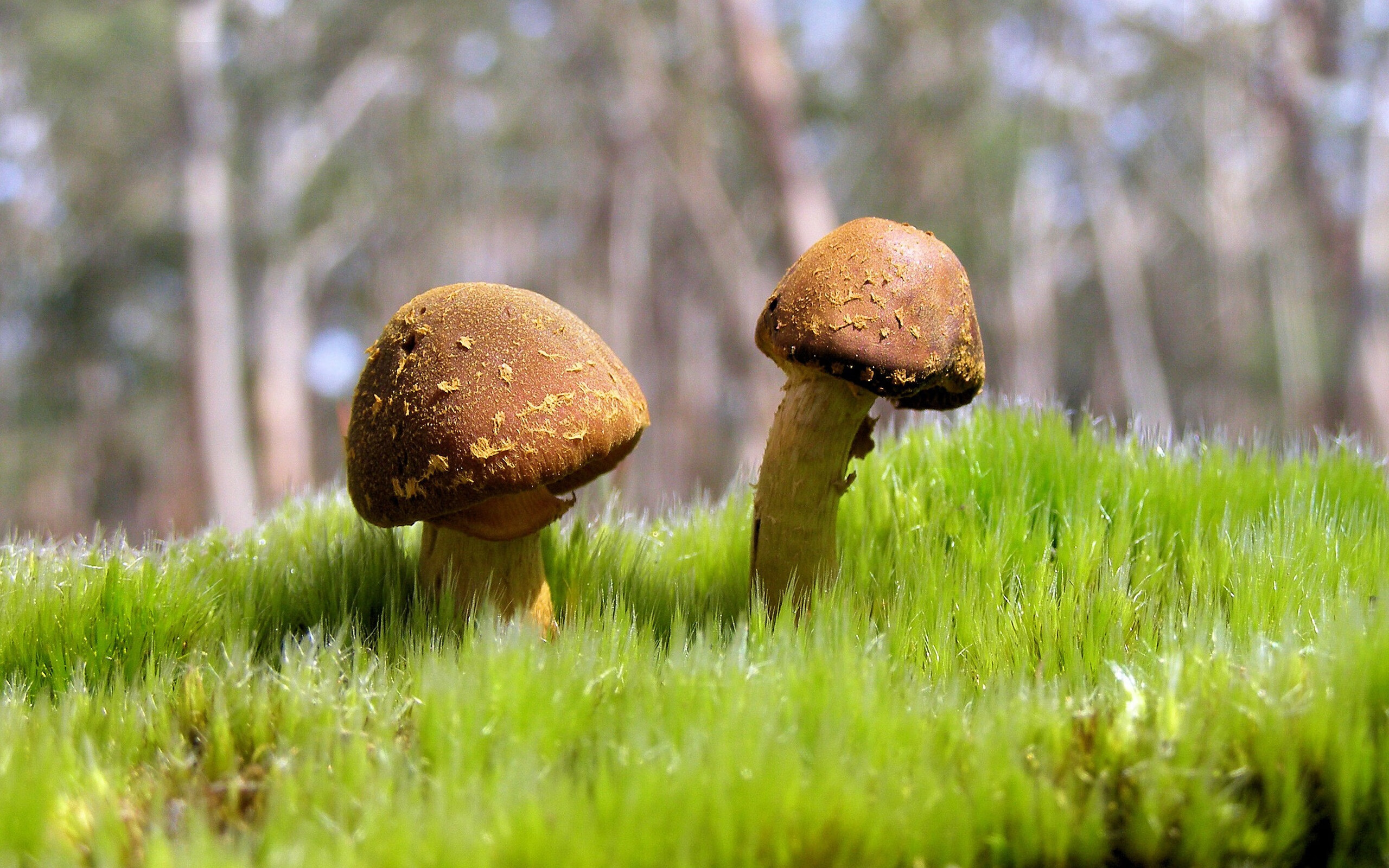 德甲替补席即战力提升机制与管理策略，德甲晋级