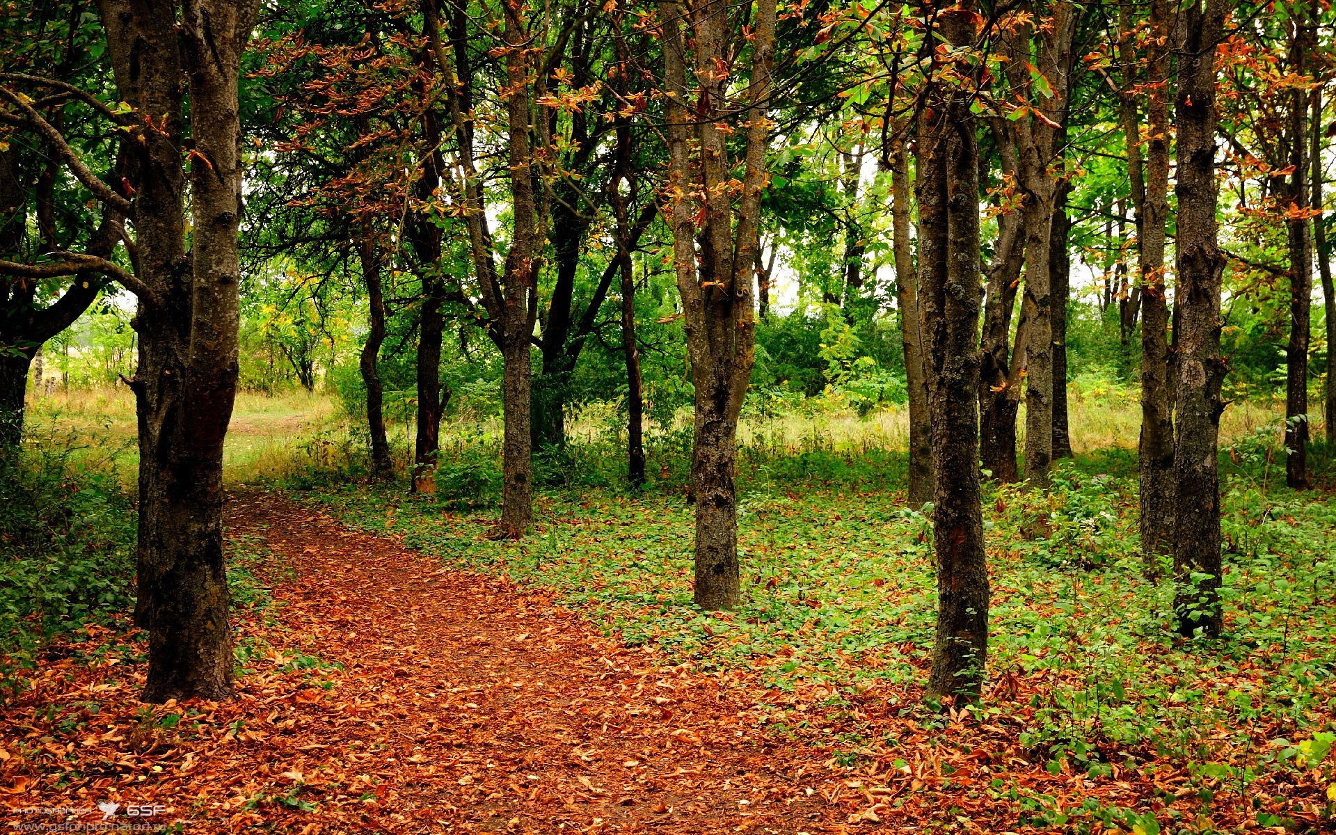 AC米兰体育-南非羚羊队：防线稳固，反击迅猛，每一场比赛都令人期待，北非大羚羊