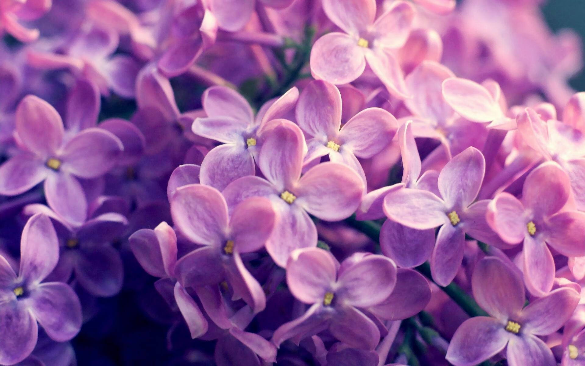 米兰体育APP下载-维尔·冯·威克：南非队的“动力电池”，强力突破引领进攻潮流