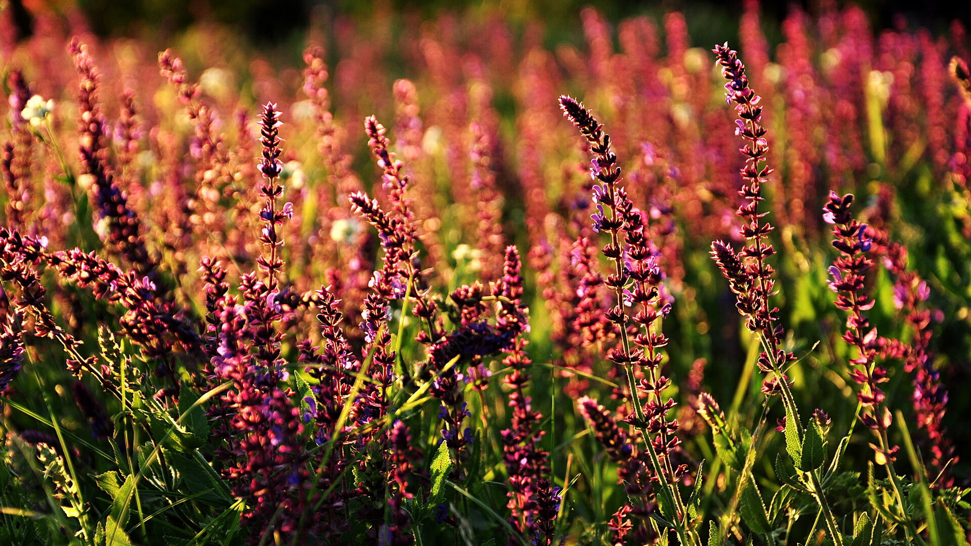 milan-西甲天王风采：精彩绝伦的一人秀场，西甲ds